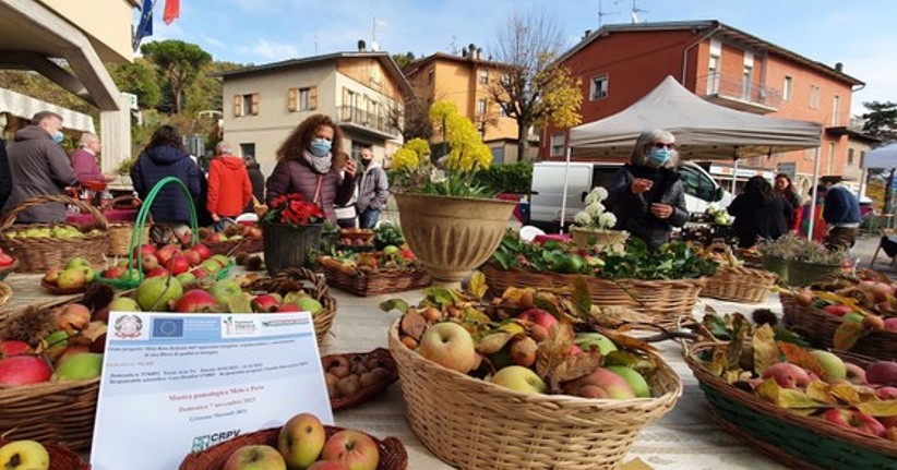 Mela Rosa Romana Alla Citt Metropolitana L Incarico Per Farne Un