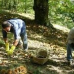 Mercoledì 16 settembre l’Assessore regionale Mammi incontra i castanicoltori a Rioveggio di Monzuno